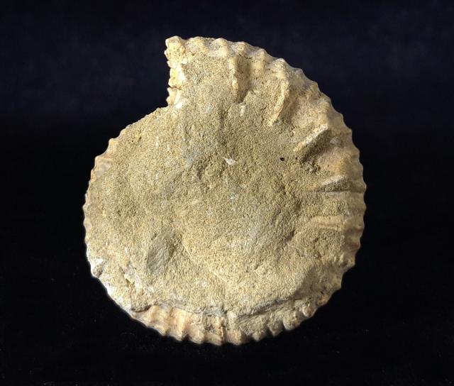 Pavlovia pavlovi (MICHALSKY 1890) - Bild © FossNet FossilienStore